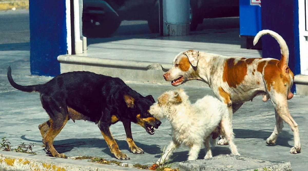 Una reconocida ONG bancó a Santacroce y criticó las multas por perros sueltos en Funes: "Aumentan el abandono"